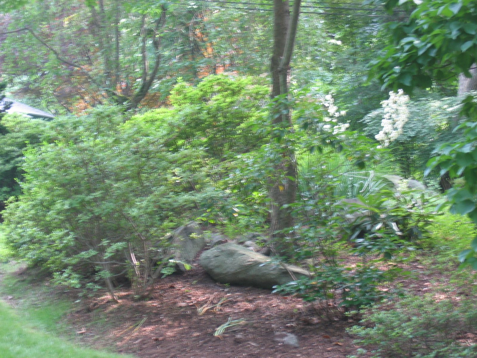 Another view of the yuccas in bloom