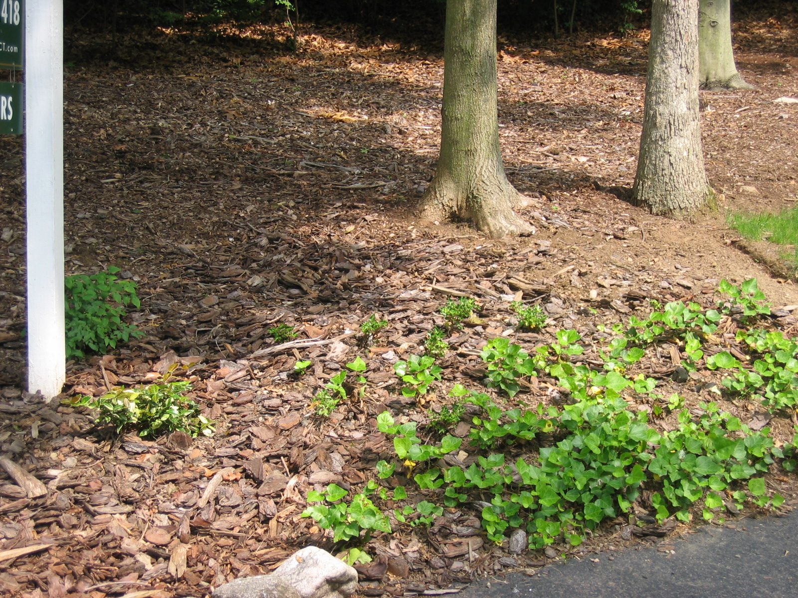Trying to get something to grow at the base of the driveway on the left.  This is ivy.