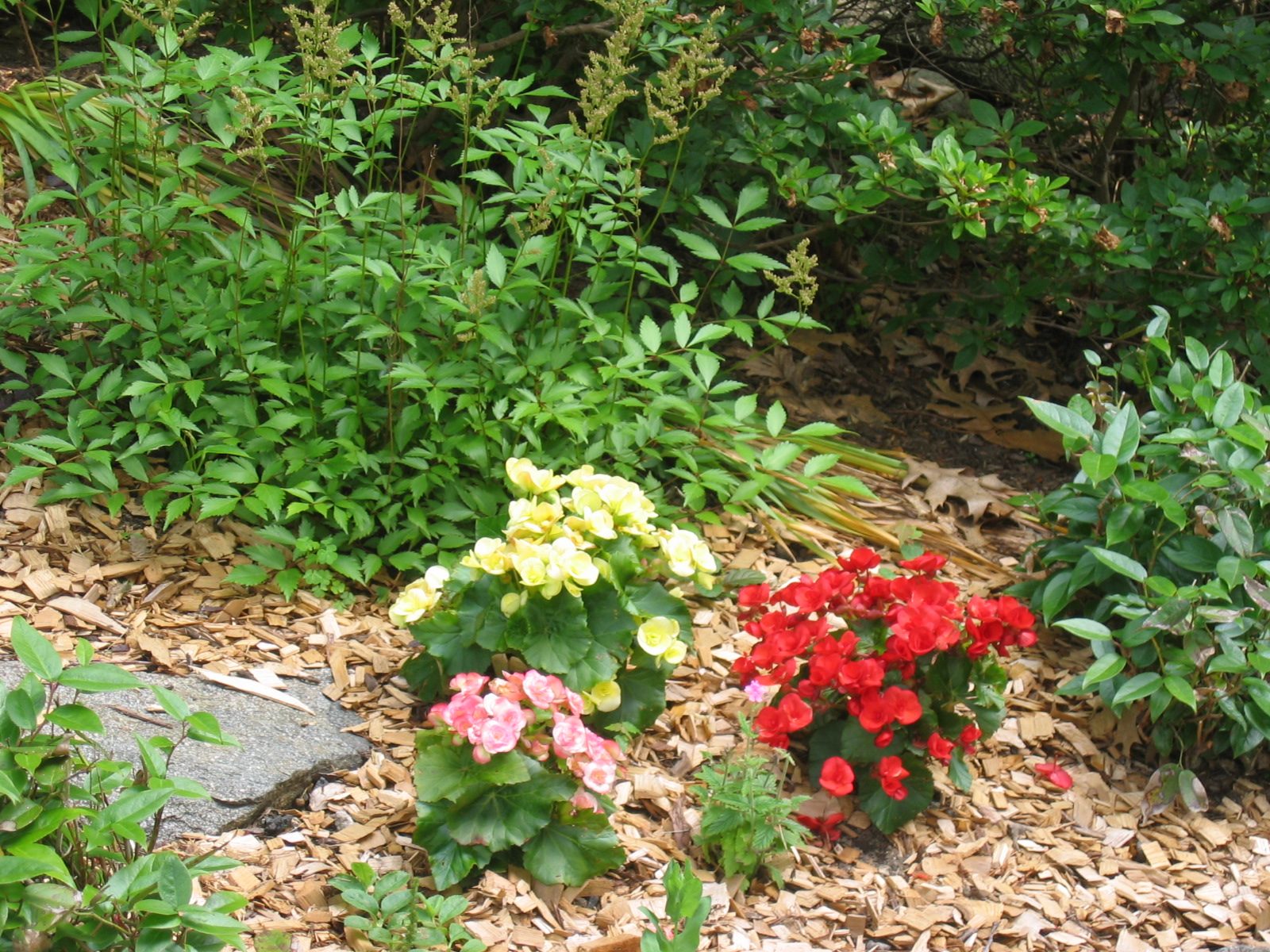 Gotta love begonias for rich colo