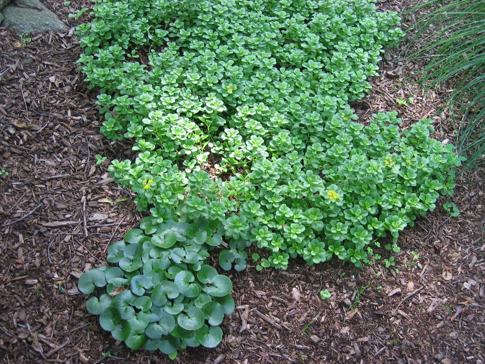 Lots of sedum (background) and European ginger (shiny - in the front)