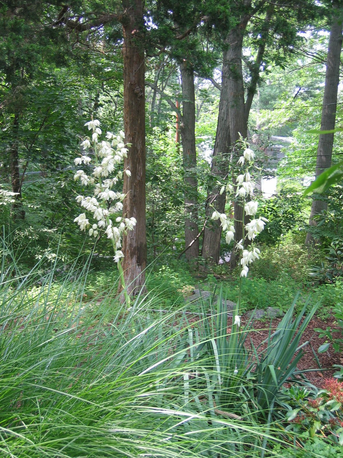 We've never had two blooms on the yucca before.