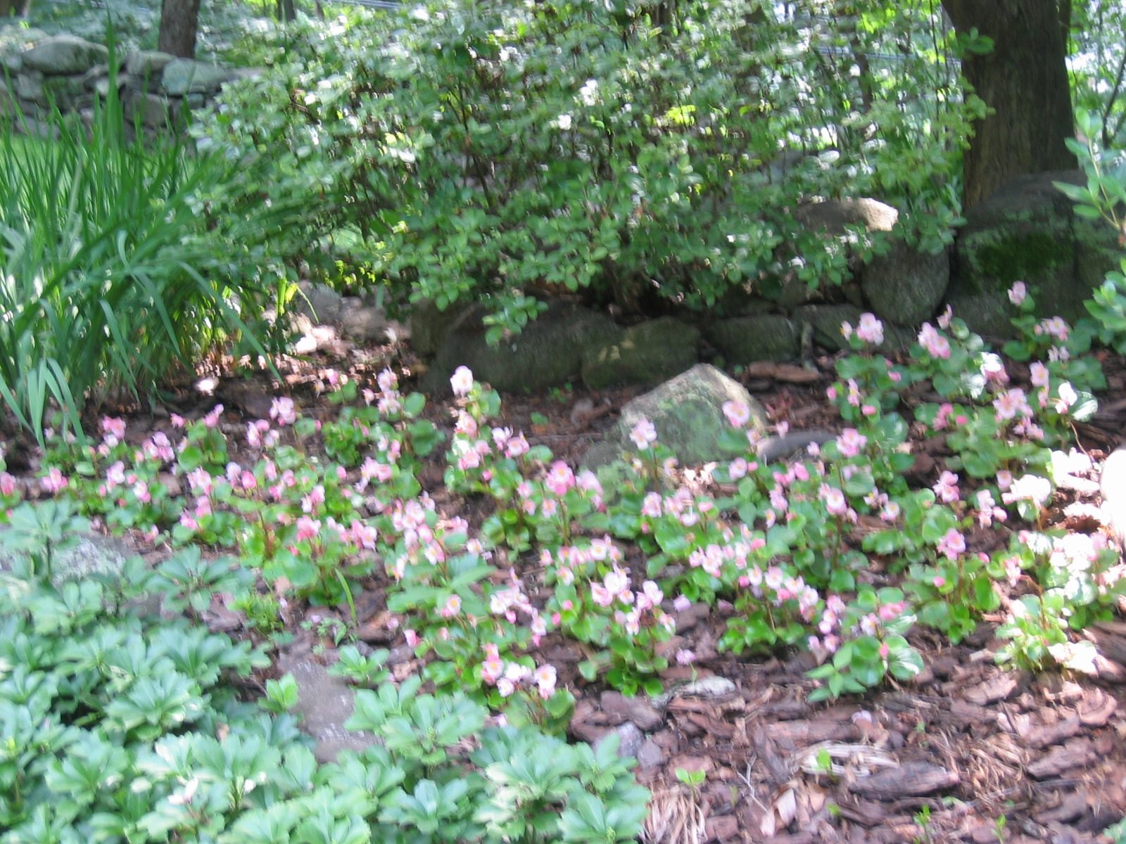 Pink begonias under the red maple
