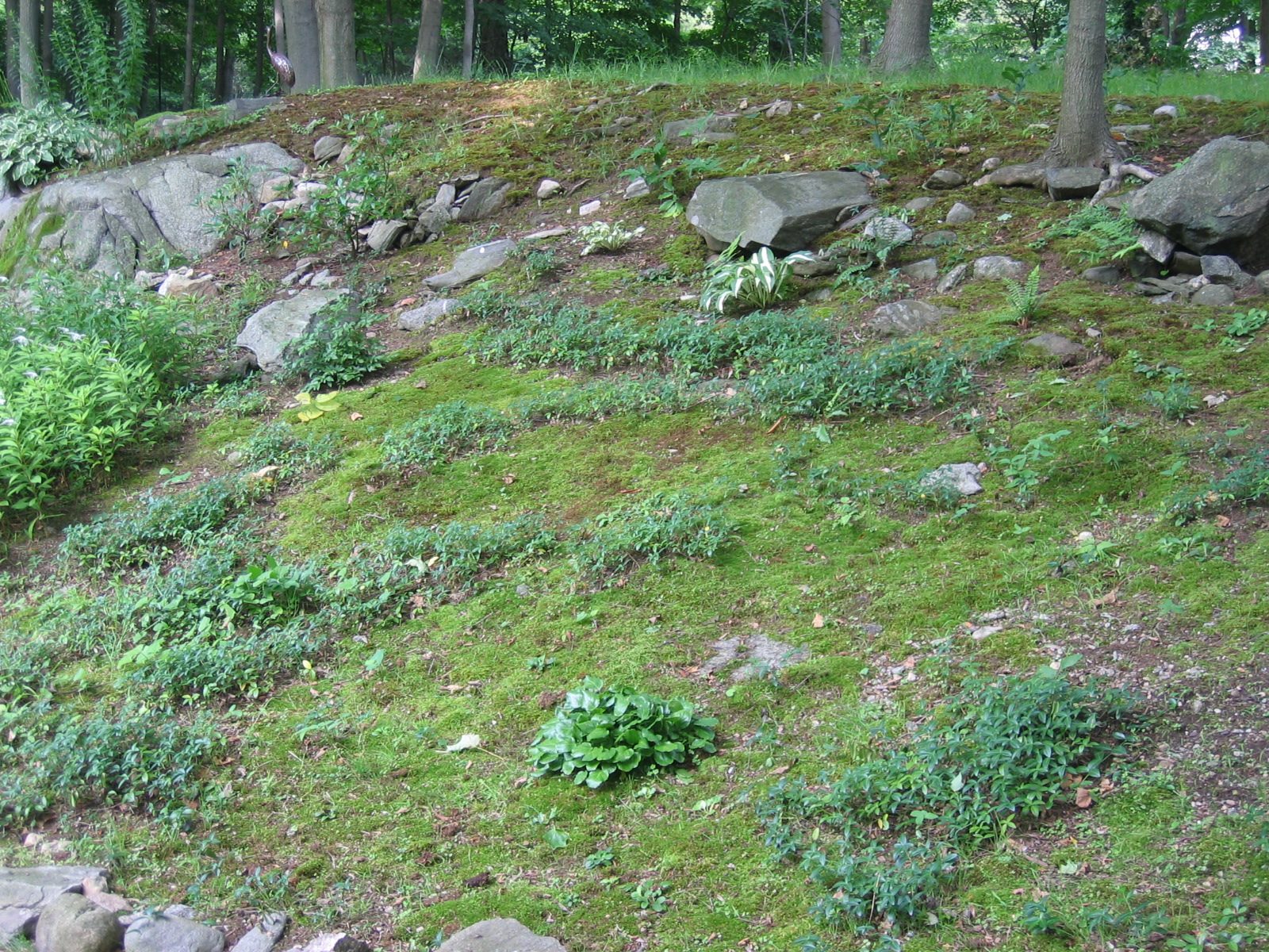 More moss garden