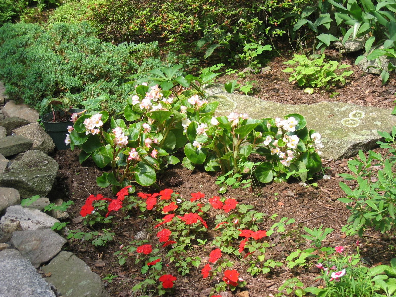 ... where we have begonias and impatiens