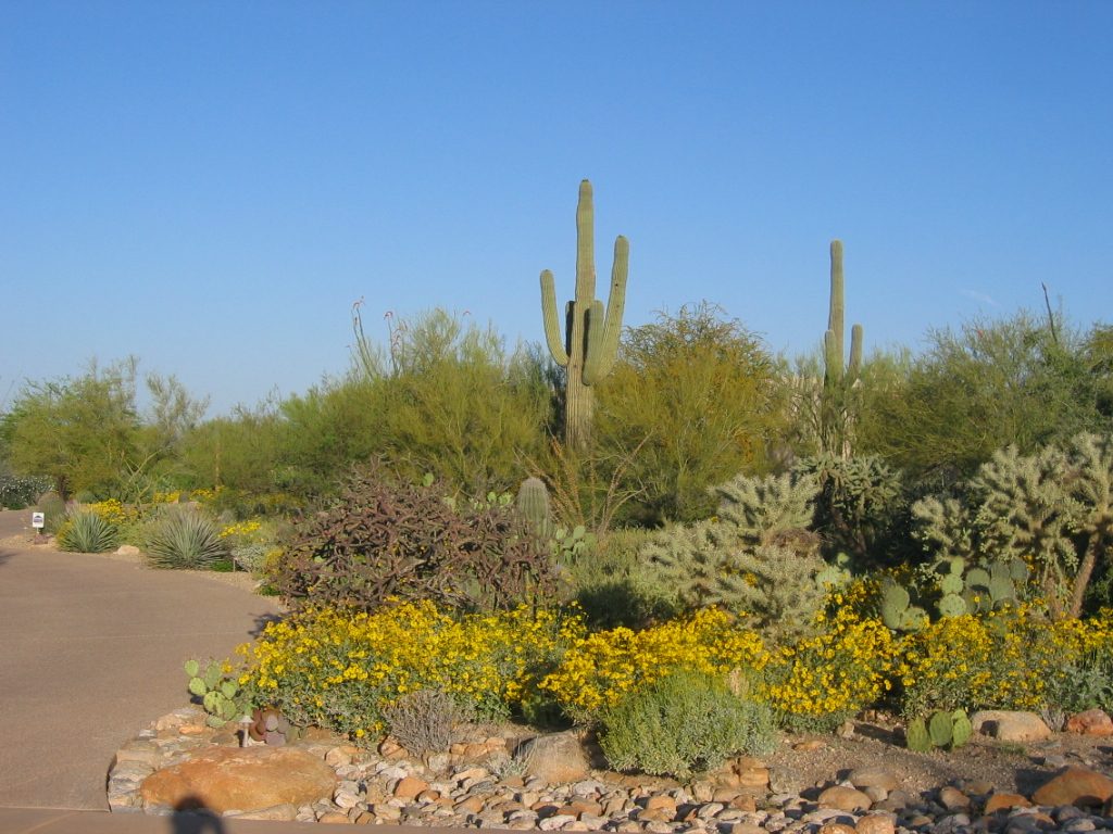 Our very own saguaro standing guard along the north side of the driveway.