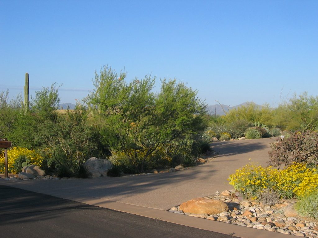 The saguaro above are just off the right edge of this photo.