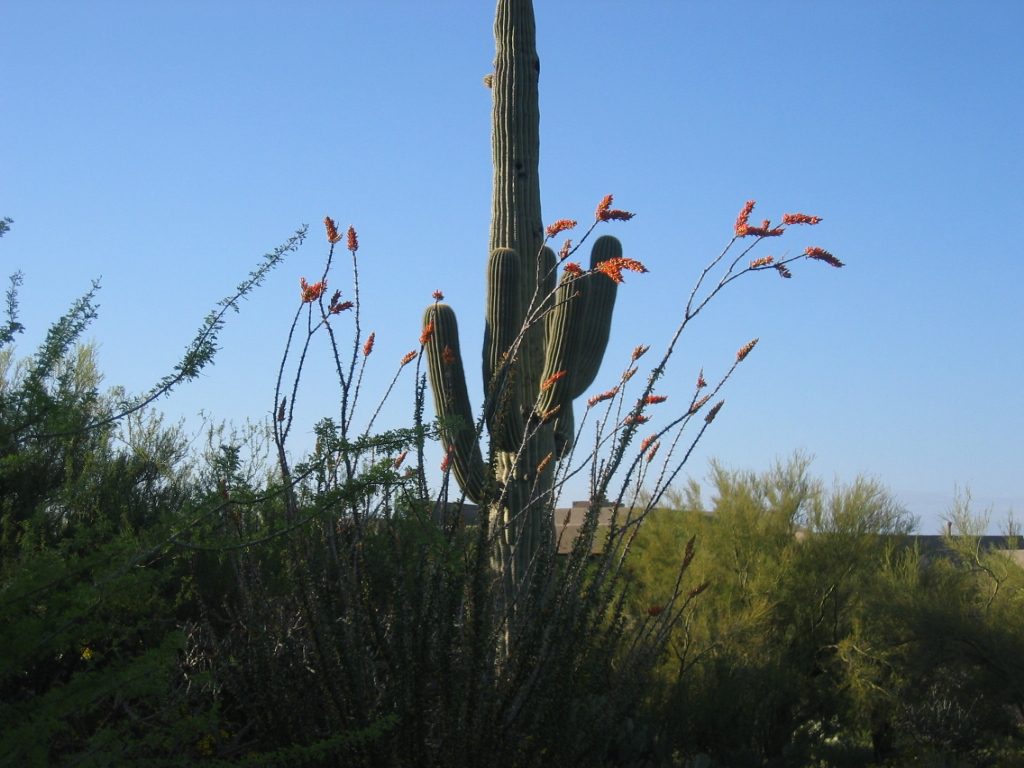 A neighbor's saguaro - we think - and the tip of his roof in the background.  The ocotillo...