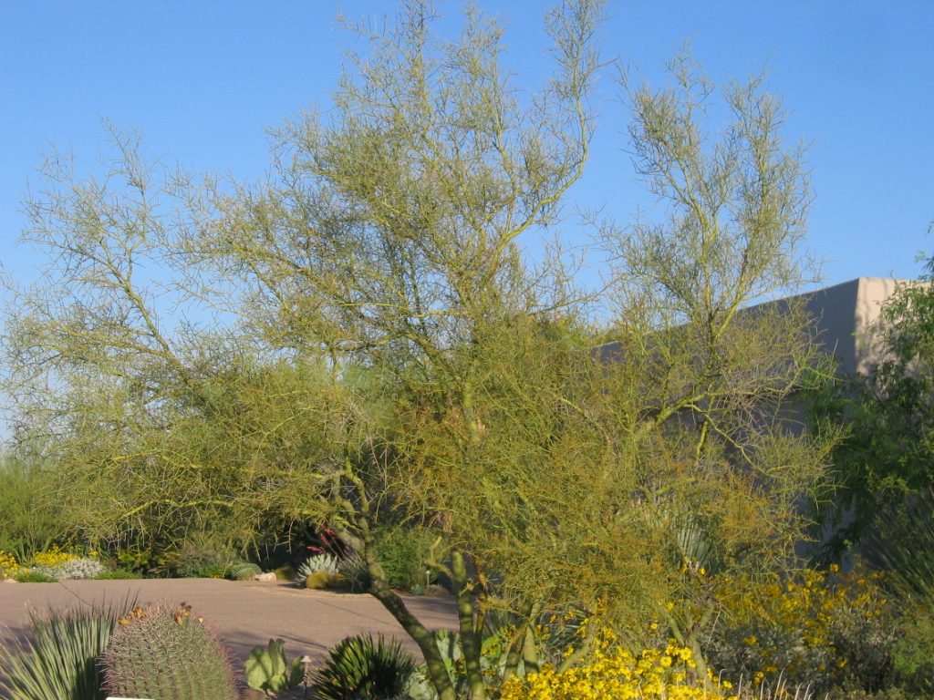 Another Palo Verde on the north side of our driveway (with brittlebush in the fore ground). ...