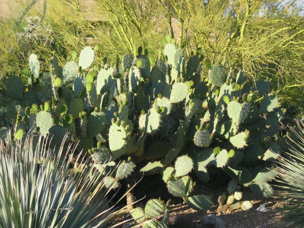 Prickly pear with their blossom buds.