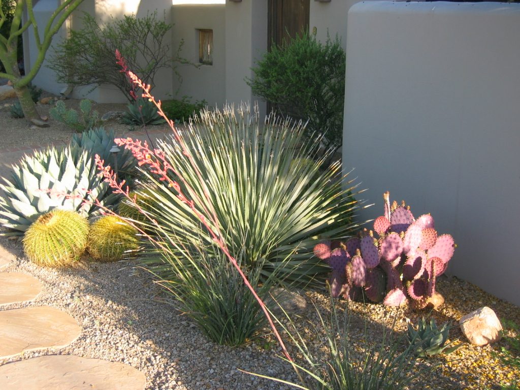 L to R:  Blue agave, barrel cactus, desert spoon, purple prickly pear.  And in the foreground,...