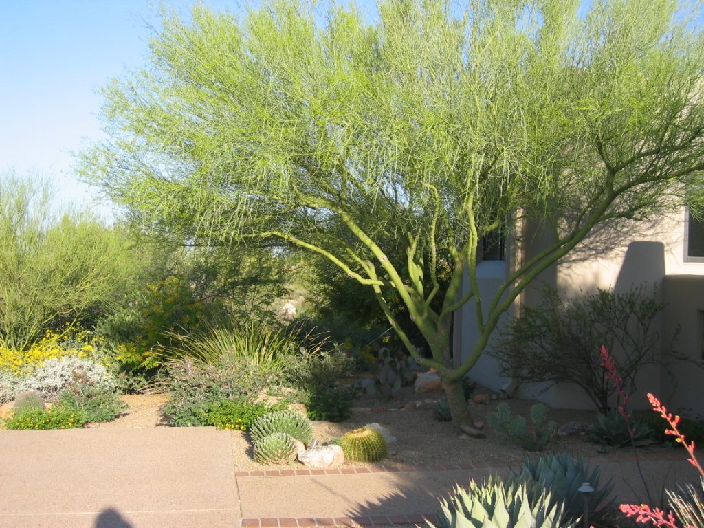 Dad does love this palo verde.