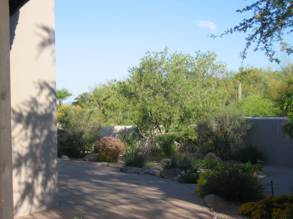 Looking toward the NW corner of the back patio.  The pinkish blooms are more fairy duster.