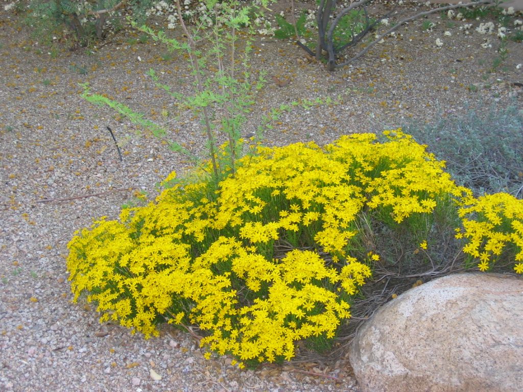 Not sure what it is, but certainly is bright and pretty