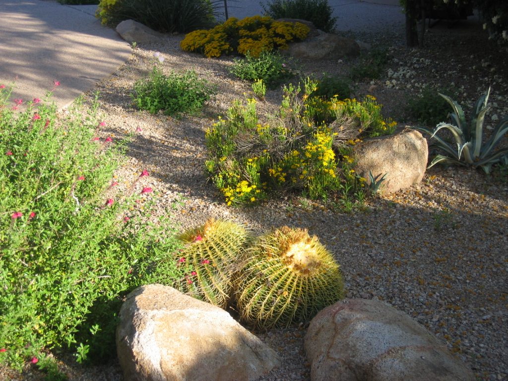 Close up of some back patio plantings including, to upper right, a variegated agave with cream stripes.