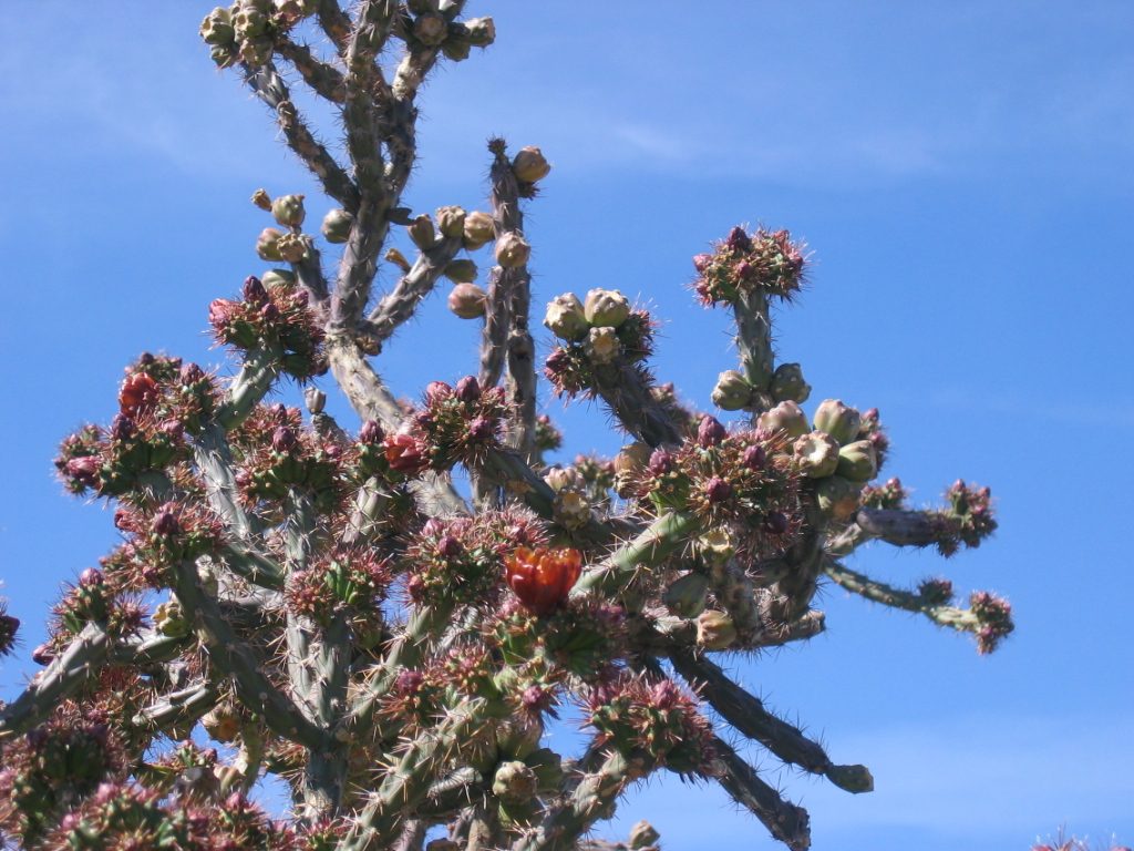 Staghorn cholla with one bloom out, and lots to come.