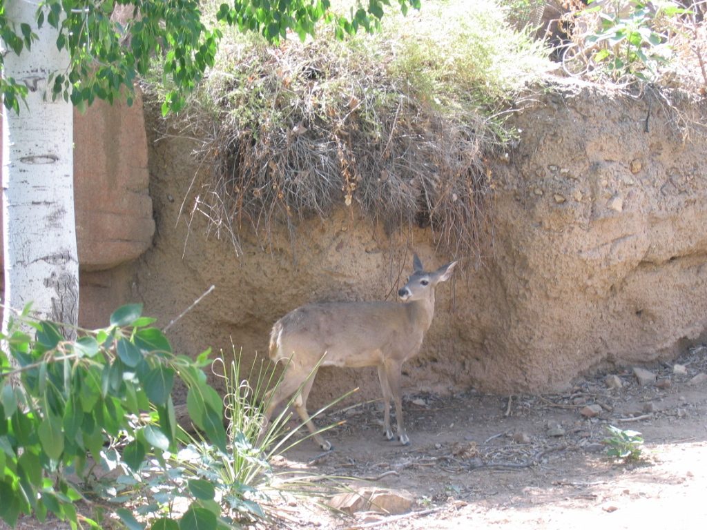 These guys are smaller than their New England cousins.