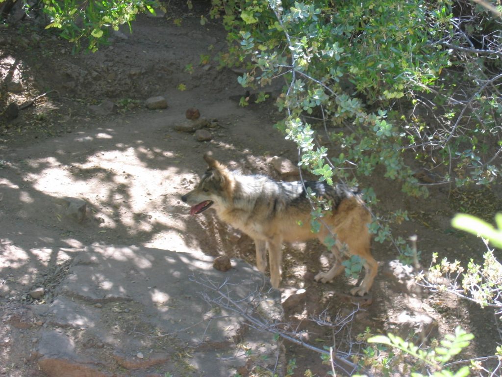 A wolf who looks mighty like a German Shepherd to me