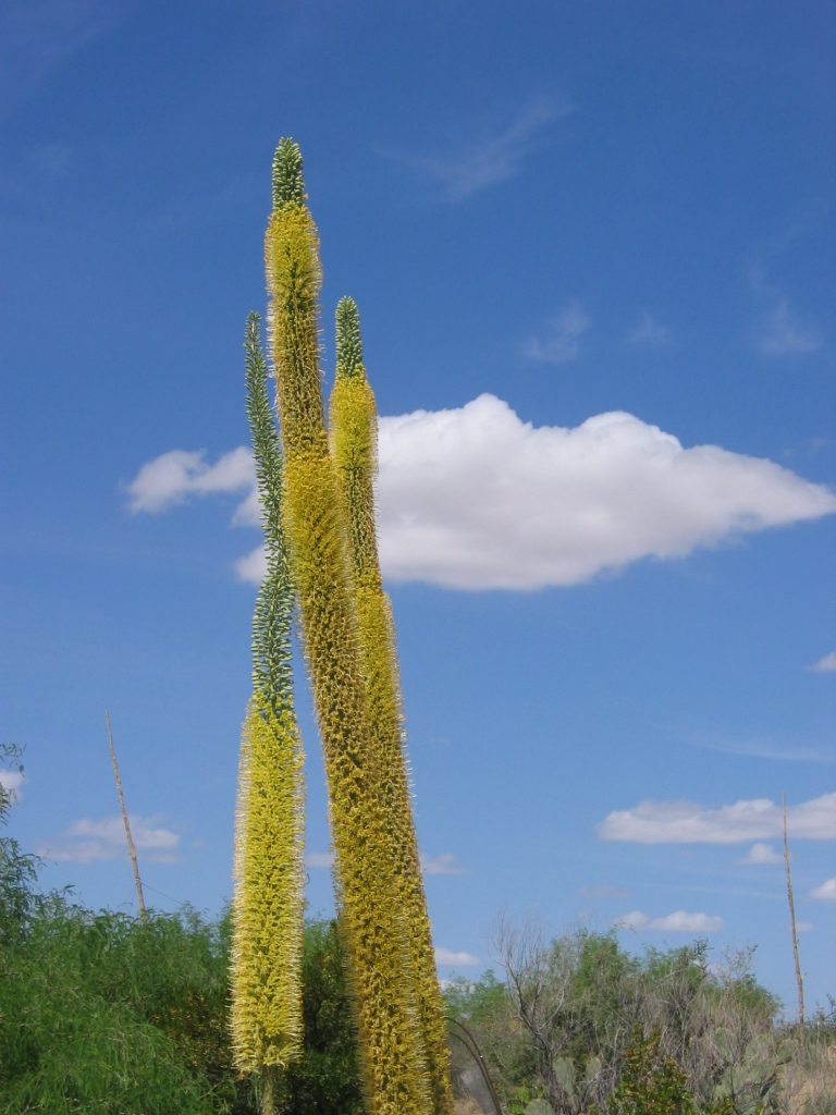 Known as octopus agave, this specimen blooms in a spiral, working its way up the stalk ... some...