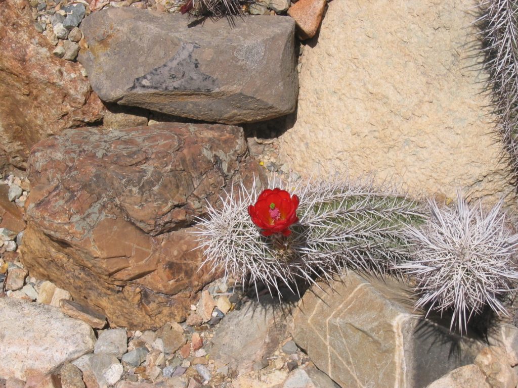 You know why Mexican colors are so vibrant when you look at these cactus blooms.