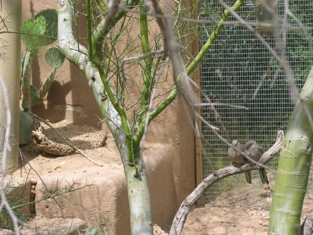 A pair of love birds in the aviary.