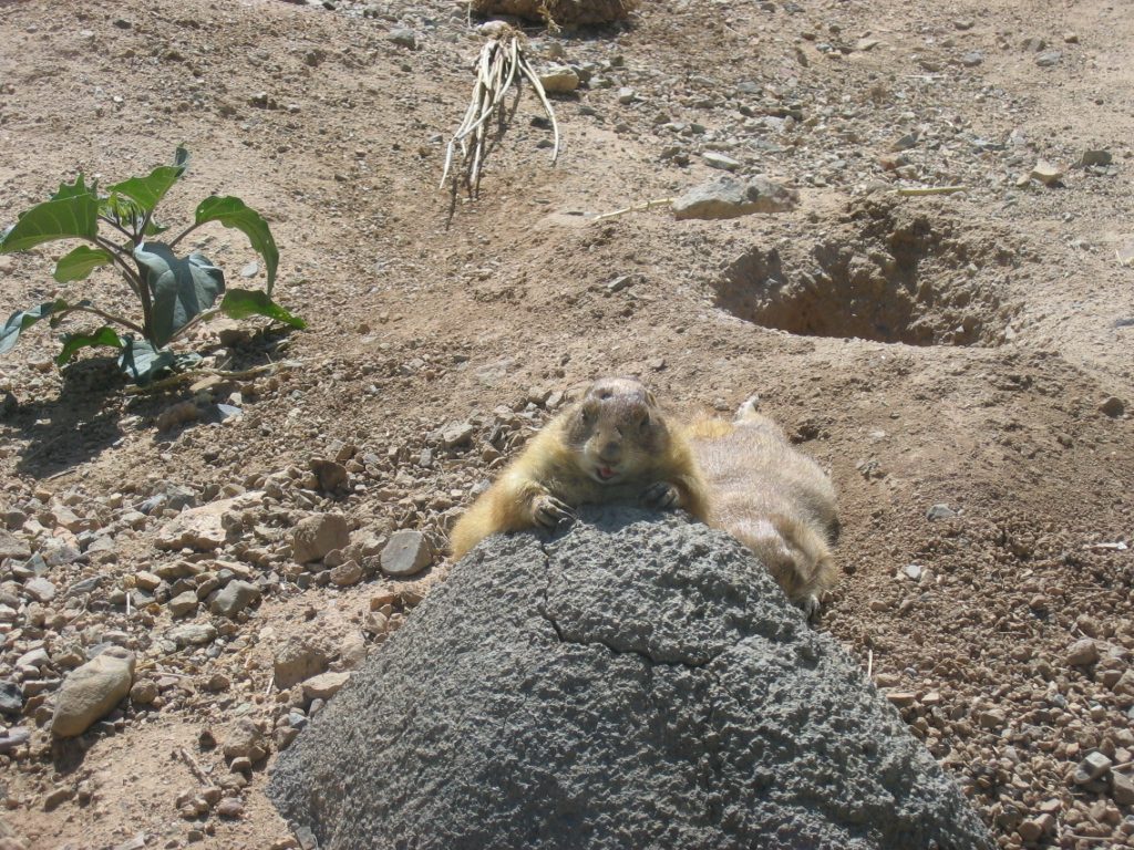 These prairie dogs seem to have a fairly desolate existence ... they've eaten just about...