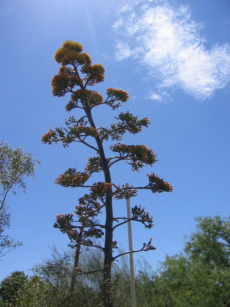 Agave shown in earlier photos ... this is two weeks later.