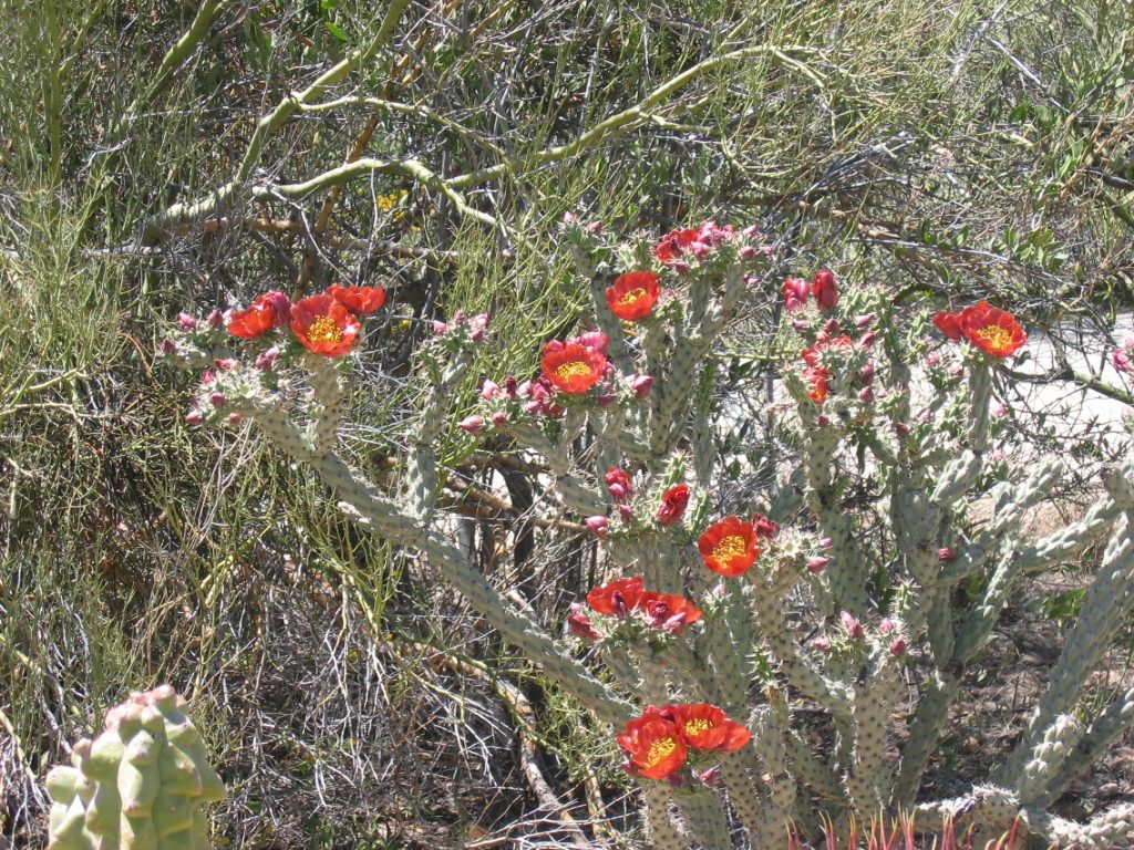 Staghorn cholla (or perhaps Jumping Cholla) with a bunch of blooms.