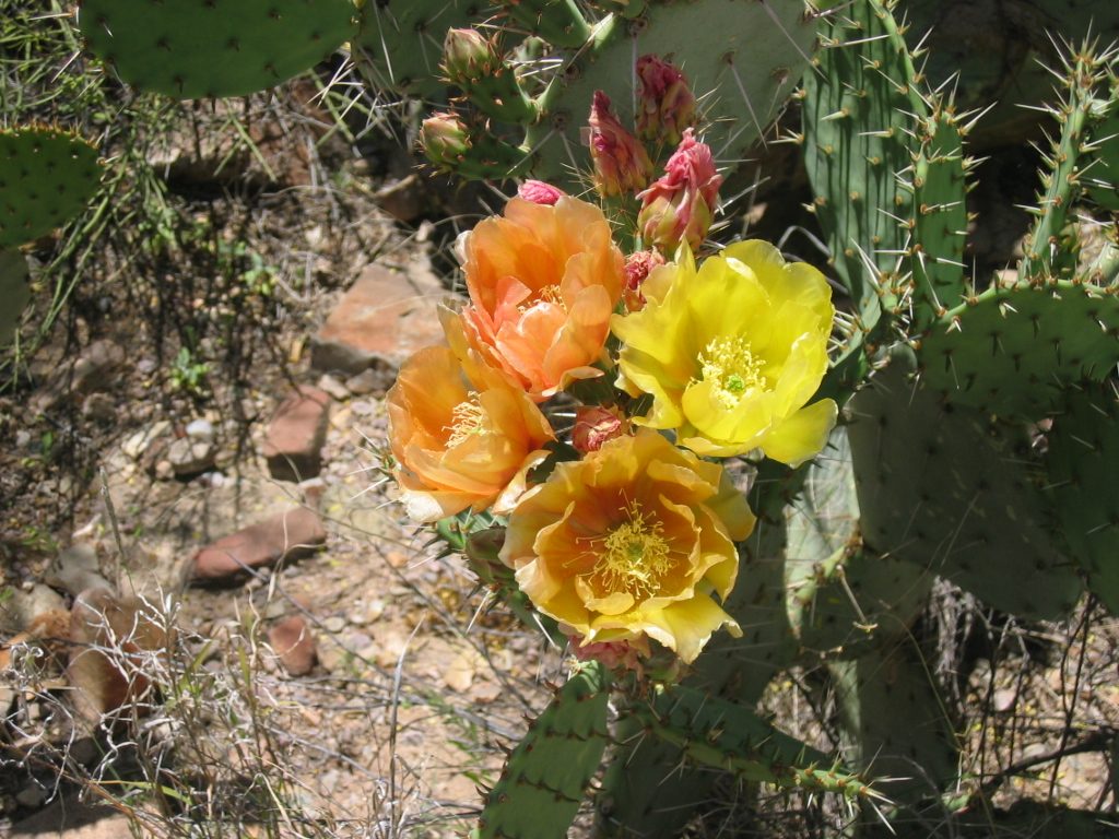 My favorite prickly pear picture.  I believe the docent said that the blooms start out yellow...