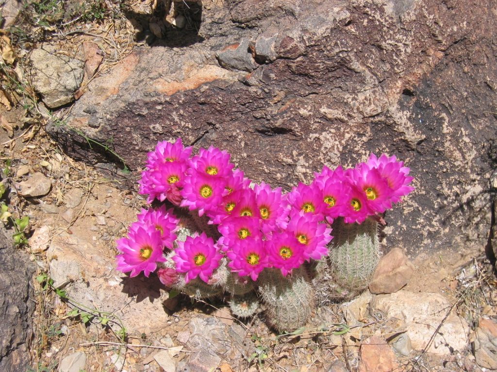 Hedge hog cactus in wild profusion