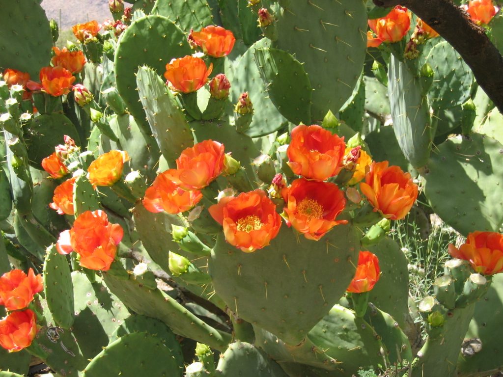 Prickly pear near the front entrance ... still ablaze in blooms.