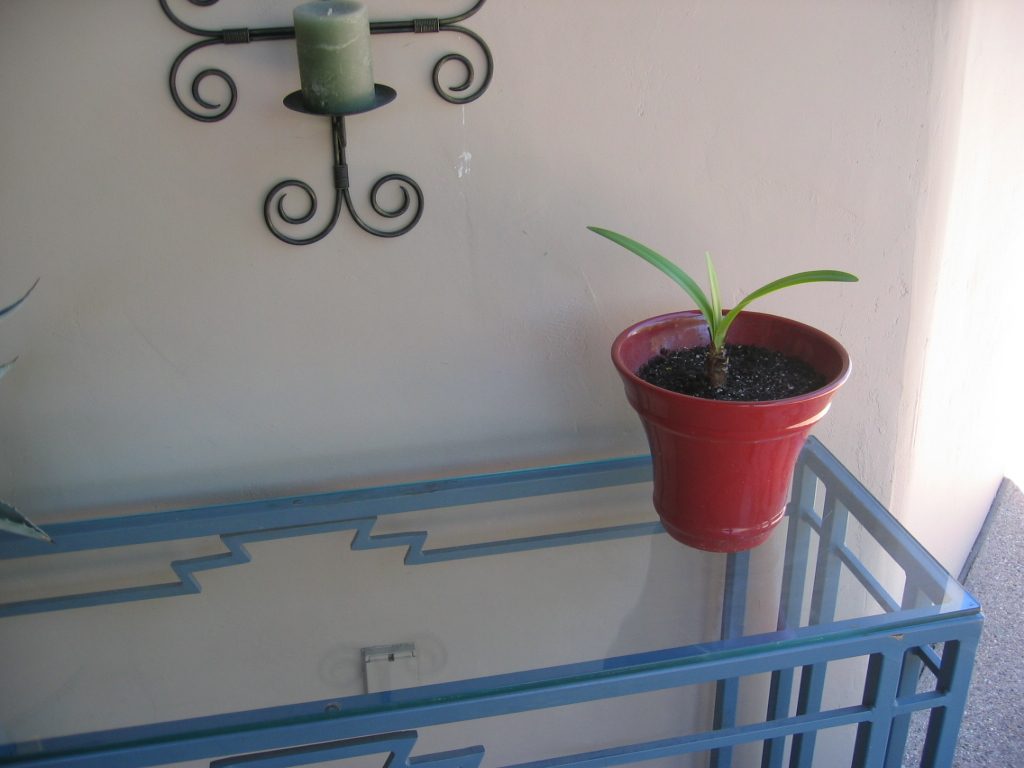 Go amaryllis, Go.