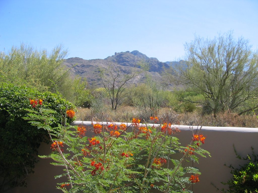 This is called "Mexican Bird of Paradise" and is currently blooming in the NE corner of the back...