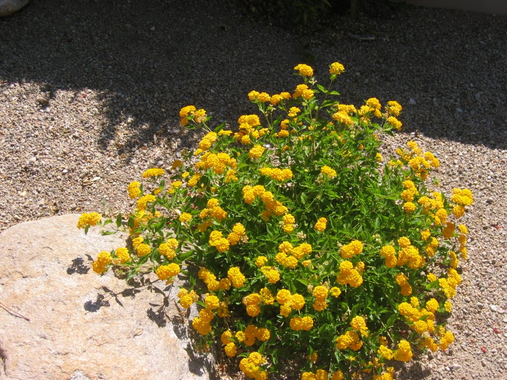 Lantana is the plant of choice for the summer.  Seems to thrive on the heat with minimal water. ...