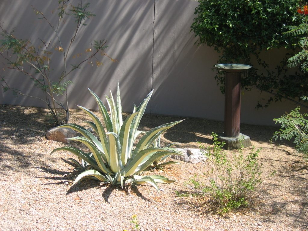 A better shot of the variegated agave in the back yard, along with our copper bird bath.  But...