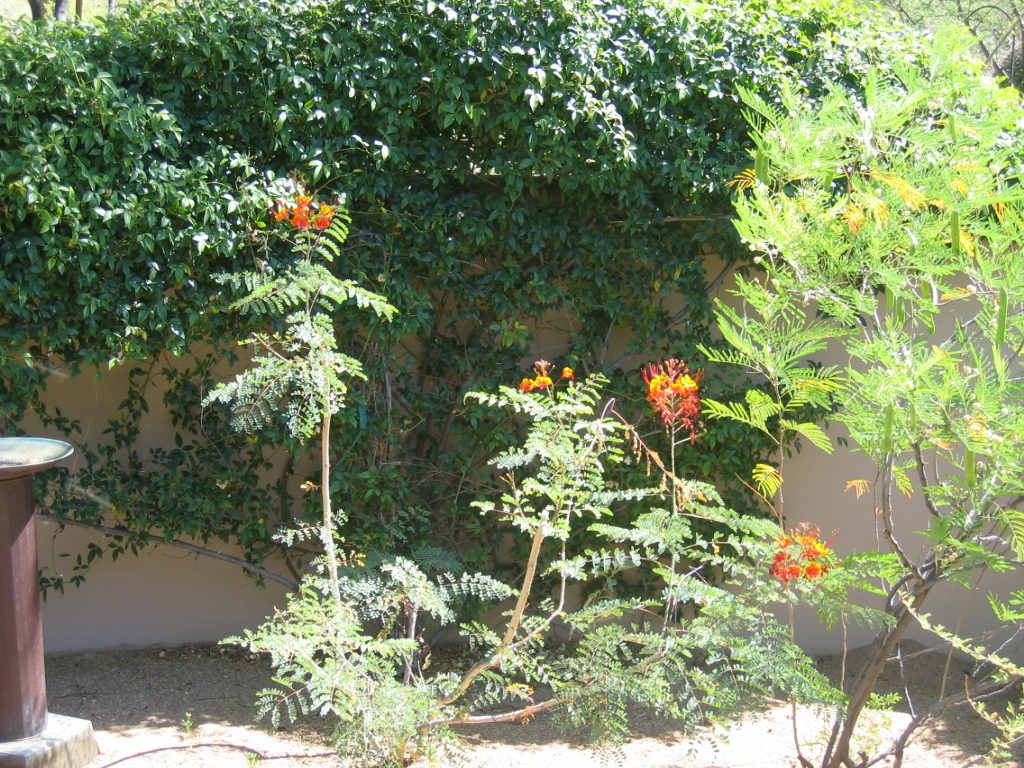 Another Mexican Bird of Paradise in the back yard.  Rather puny.  It shows signs of being...