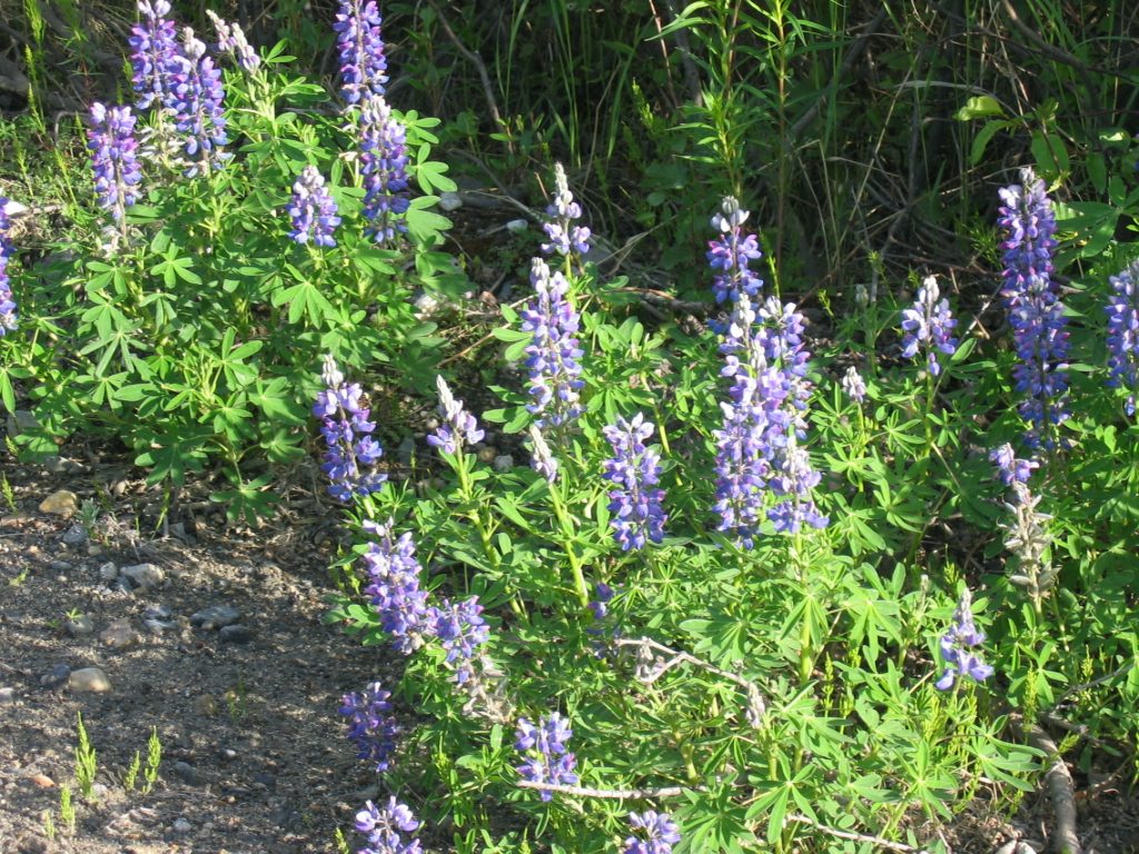 Along the road side on our Jeep adventure.  Lupine was prolific in Alaska, though almost all blue.