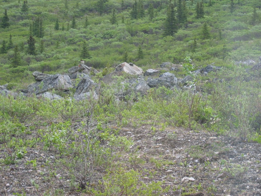If you look really closely, there is a ptarmigan sitting on the rock at about 10'oclock.  The...