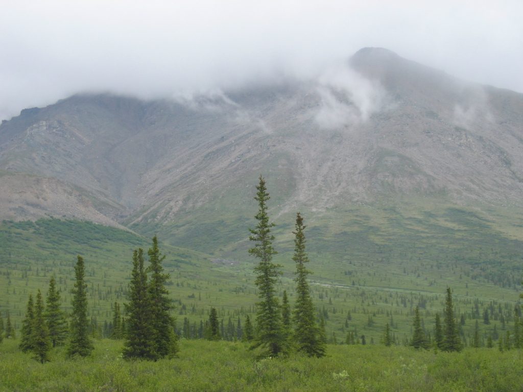 Just a pretty picture in Denali, which is so empty and so captivating.  We went in about 30...