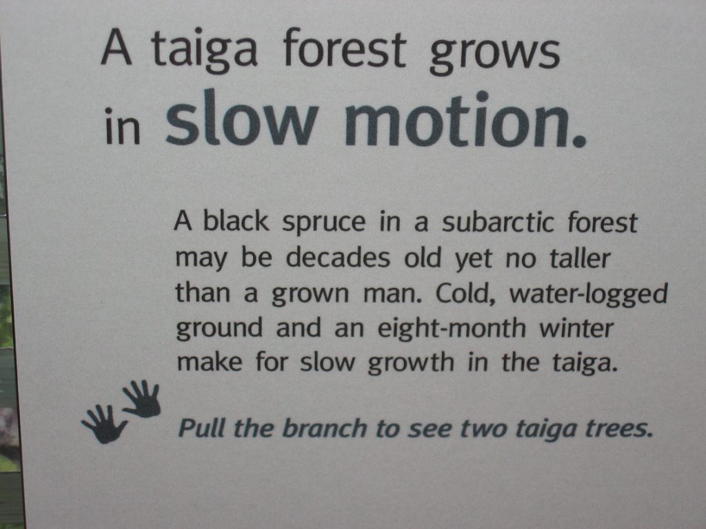 Lesson in black spruce grown.  Taiga is a Russian word, pronounced TIE-ga.