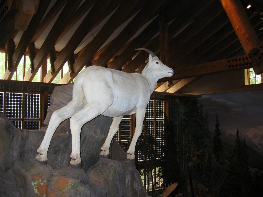 Closed we came to seeing a Dall sheep.  The visitor's center had great displays and a wonderful...