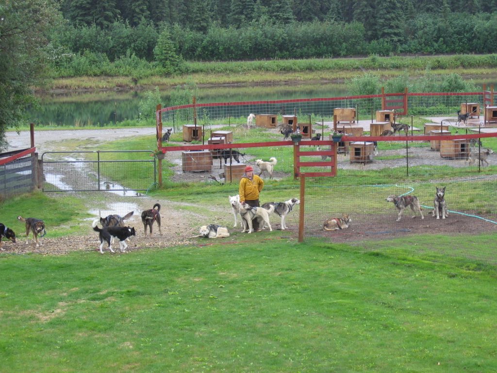 The trainers are putting 10 or 12 dogs into harness.