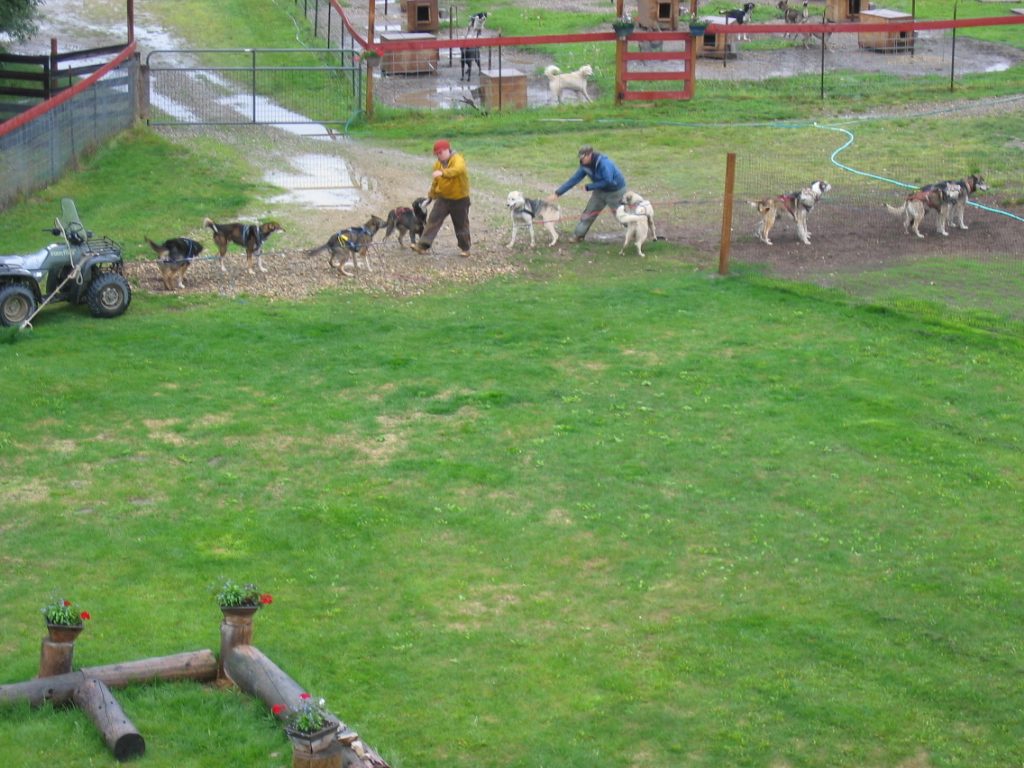 ... which is easier said then done.  They 'train' with a little ATV in the summer.  There are no...