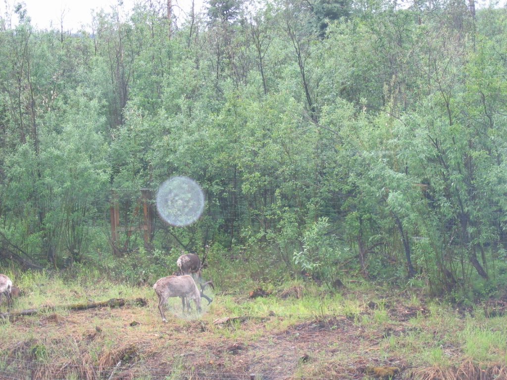 Some caribou grazing along the river.  No, wait, see the fence?  That makes them reindeer ......