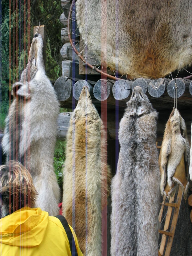 Lots of pelts on display.