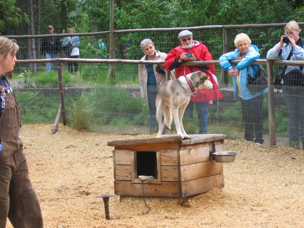 This gal liked to stand on her dog house.  They all have private rooms.
