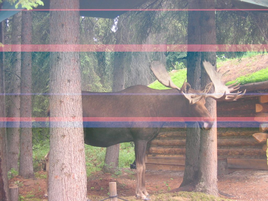 Bull Moose ...