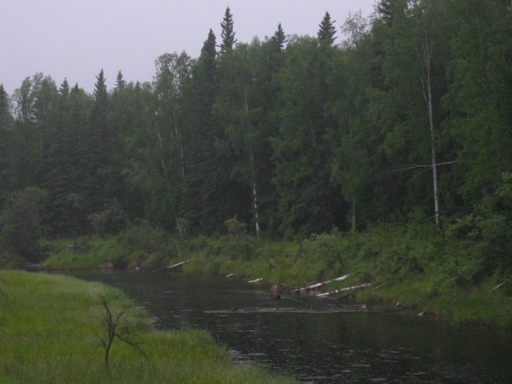 There is a moose in the water, honest.