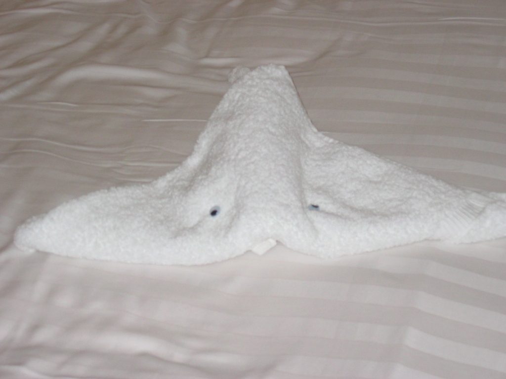 First of the towel critters that Holland America puts on your bed every night. I believe this is...