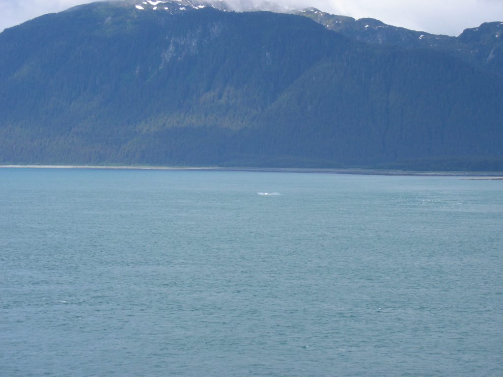 What's left of the whale sighting
