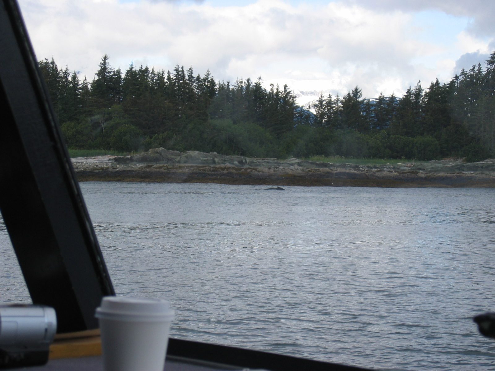 Our first sighting.  According to the naturalist on board, this is a humpback whale, female,...